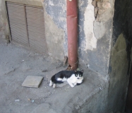 Тбилисский котэ